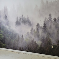 Misty Pine Tree Forest Landscape Peel and Stick Wallpaper Self Adhesive ...