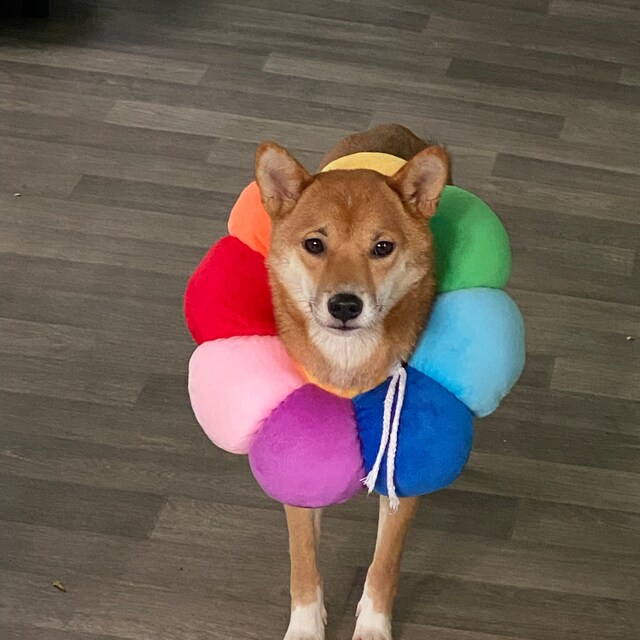 Flower dog cone hotsell