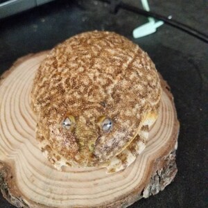 Jerrod added a photo of their purchase