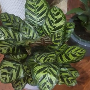 drachenbaum richtig umtopfen Dracaena Marginata Drachenbaum mit Übertopf – vielgrün