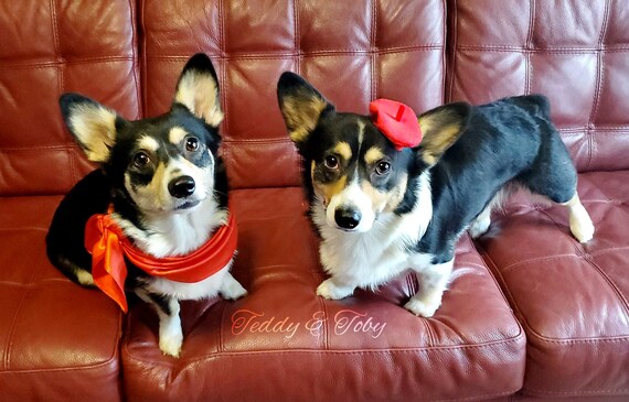 Customer photo of a pet with the Beret Personalized for small pet Raspberry