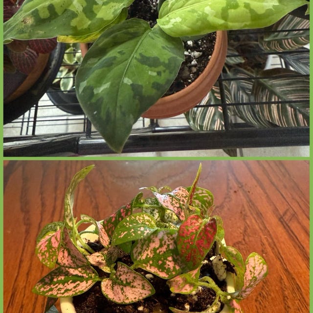 Aglaonema Pictum Tricolor Starter Plant **(ALL Plants Require You