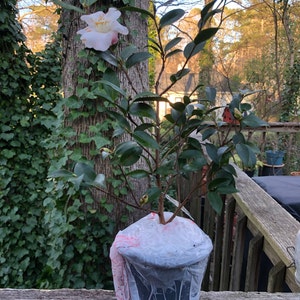 Camellia Hybrid 'quintessence' 3 Inch STARTER POT - Etsy
