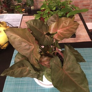 Isabella a ajouté une photo de son achat