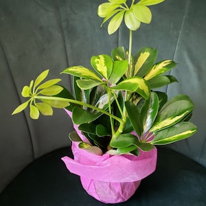 Nicole ha añadido una foto de su compra