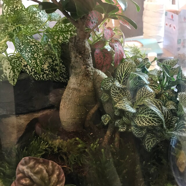 Newcastle upon Tyne Terrarium Creators by TerrariumEmpire on Etsy