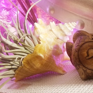 Gina a ajouté une photo de son achat