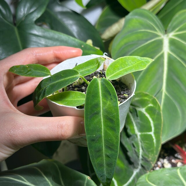 Anthurium Warocqueanum Dark and Narrow Form Starter Plant