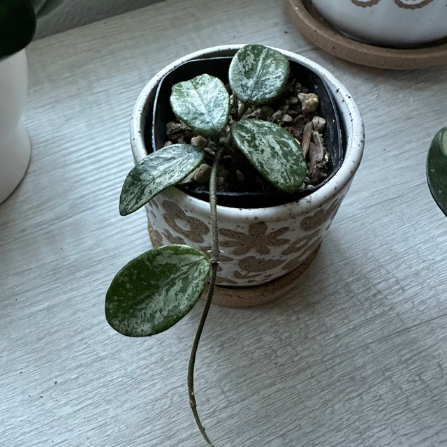 Hoya lima (Splash) | 2-Inch – Hoya Treasures