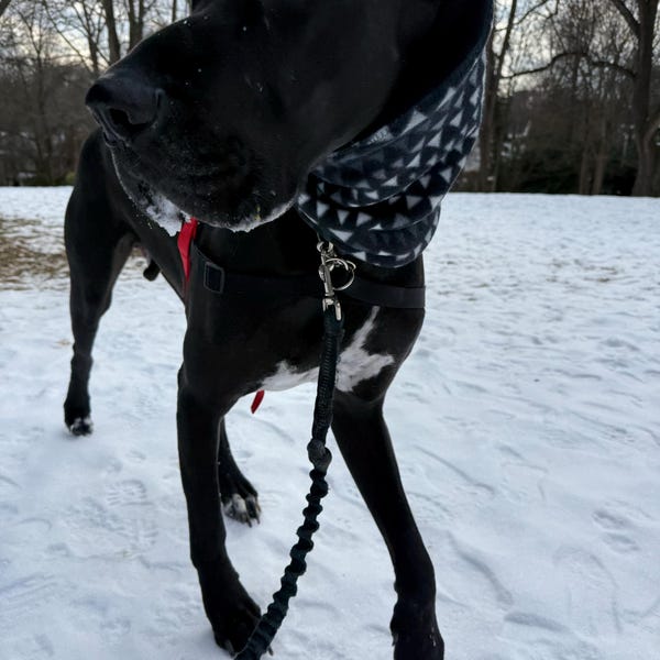 Dragon Me Down The Slopes - Dog Pajama with Red Neck & Trim/Sleeves