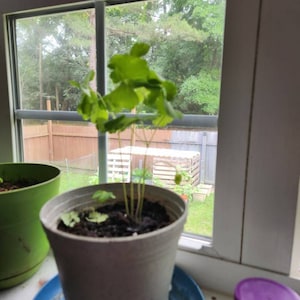 Cheri hat ein Foto des gekauften Artikels hinzugefügt