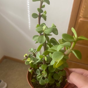 Lidia added a photo of their purchase