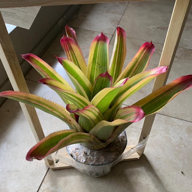 Neoregelia Cruenta 'albo' - Variegated Sun-loving Bromeliad 6