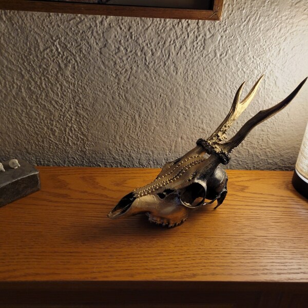 REAL Jackalope Taxidermy Mount: Rabbit Head With Horns for Alternative ...