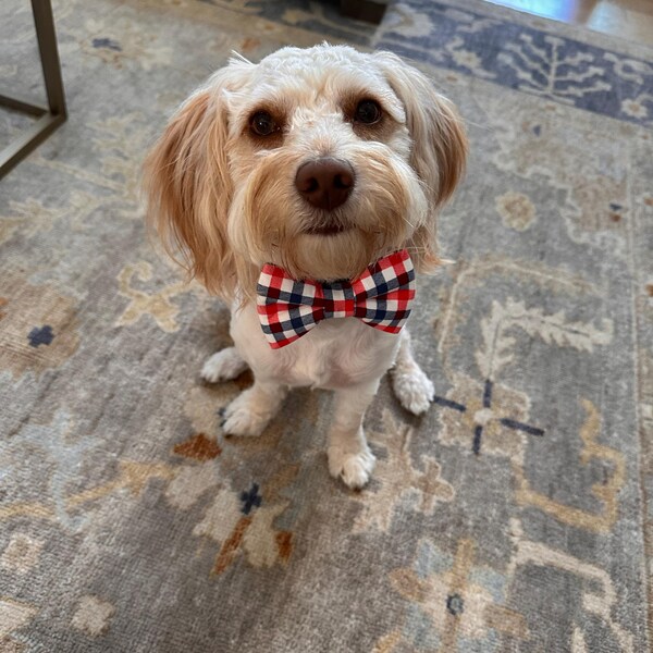 Golden Retriever Halloween Costume Dark Green With Black Bow Tie