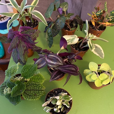 Indoor Plants, Mini Foliage Assortment in 2 Pots, Dish Garden ...