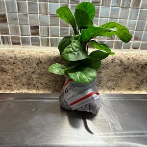 Saman added a photo of their purchase