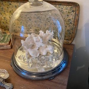 Shell Bits & Pieces Shards Beach Sand Tiny Little Shells for | Etsy