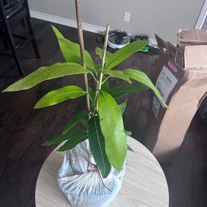 Choc anon Mango TREE GRAFTED (2-4 Feet Tall). Ship to all states