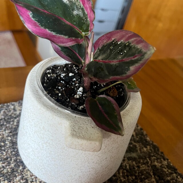 Calathea Red Mojo Starter Plant (ALL STARTER PLANTS Require You to Purchase  2 Plants!) - Etsy
