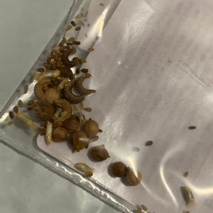Fenugreek Seeds – Heirloom, Culinary & Medicinal Herb