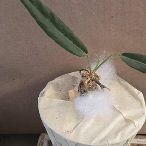 Carrie a ajouté une photo de son achat