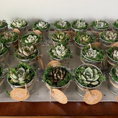 54 Packs Assorted Succulent Plants9 Different Varieties - Etsy