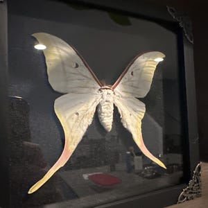 megan added a photo of their purchase