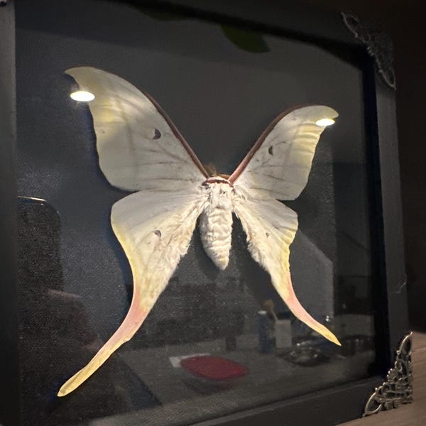 Real Framed Luna Moon Moth Shadow Box Butterfly Insect Frame Dried ...