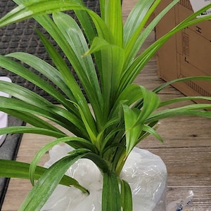 Leone added a photo of their purchase
