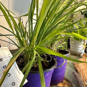 Tori a ajouté une photo de son achat