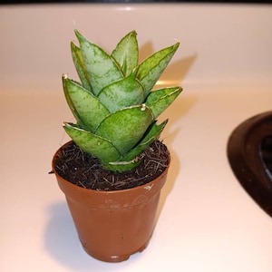 Becca added a photo of their purchase