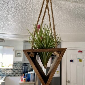 Hanging Air Plant Jellyfish With Pink Sea Urchin Shell/florida - Etsy