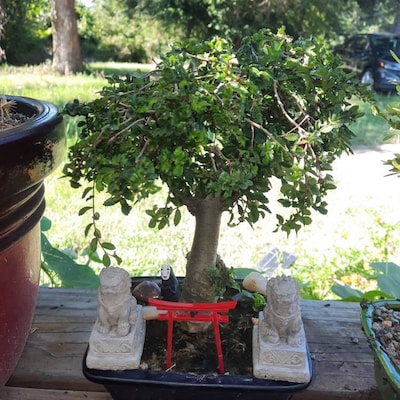 Asian Inspired Shibari Harness Robe Jacket Backless Kimono Chinese ...