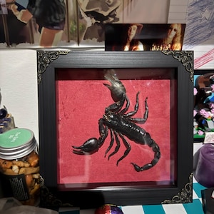 Ollie added a photo of their purchase