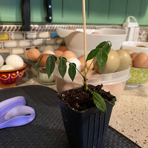 Maura ha añadido una foto de su compra