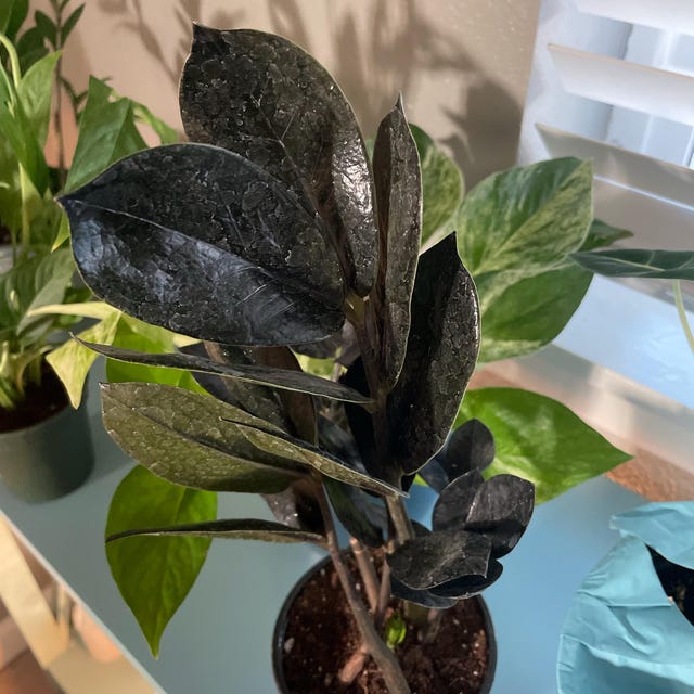 DOPPELGANGER　BLACKQUEEN ZZ Black Queen - Easy Plant- Low Light Plant-zamioculcas
