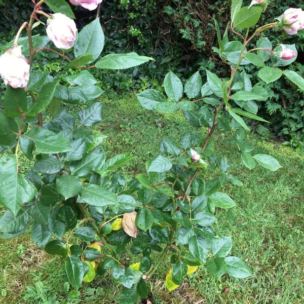William Lobb Purple Fragrant Shrub Potted Rose 4 Litre Etsy UK William Lobb Purple Fragrant Shrub Potted Rose 4 Litre Etsy UK