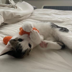 JaneGrace adicionaram uma foto da sua compra