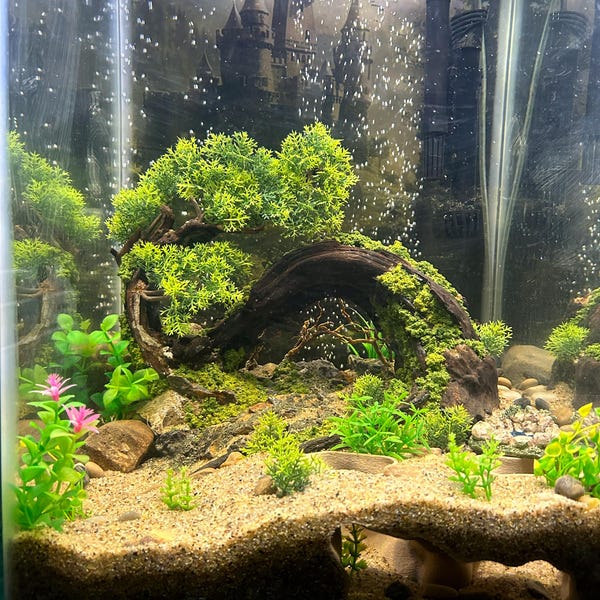 Aquarium Decor Ideas | Natural Stone & Driftwood for Fish Tanks - Etsy
