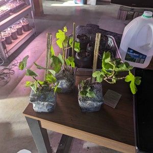 Brittney ha añadido una foto de su compra