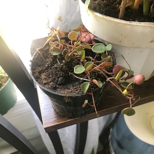 Connie added a photo of their purchase
