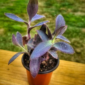 Setcreasea Pallida-purple Heart Plant - Etsy