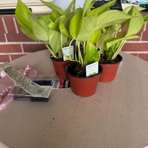 Tammy ha añadido una foto de su compra