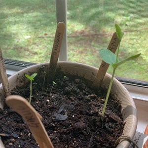 Shwetha ha añadido una foto de su compra