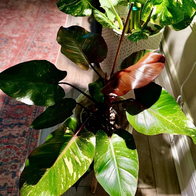 Philodendron Orange Princess 6