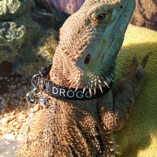 Bearded Dragon Collar Small Pet Collar Lizard Bell Collar Adjustable and  Personalized Great Gift for Any Small Pet Family Member 