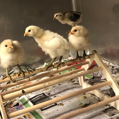 Do Baby Chicks Like Toys? 10 Fun Ways to Stimulate Their Natural Instincts