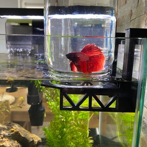 90 gallon Angel fish tank : r/Aquascape