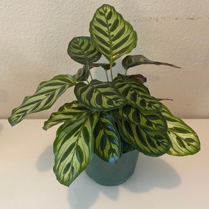 Calathea Makoyana, Peacock Plant, in 6 Inches Pot, Cathedral Windows ...